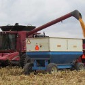 Illinois’ two major cash crops continue the harvest