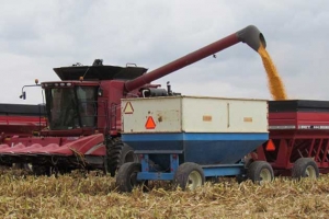 Corn harvest