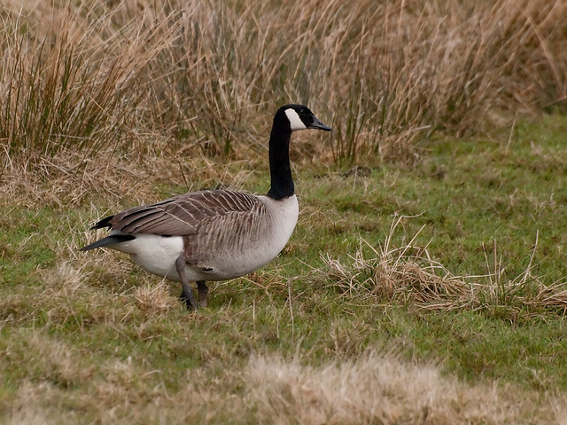 Members of the community took to social media after hearing what allegedly happened to the goose. (johndal/flickr)