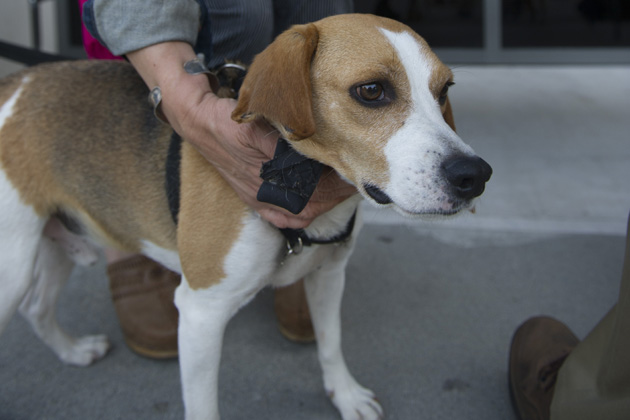 Beagle Freedom Project