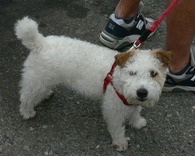 Uptown Normal is cancelling their Pooch parade for the second year in a row. (Flickr/Jessica Merz)
