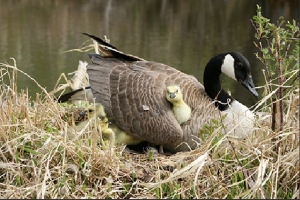 Illinois is utilizing the Migratory Bird Treaty Act to protect Canadian Geese and their nests from harm. (WJBC photo)