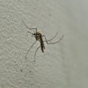Bird tests positive for West Nile Virus in McLean County