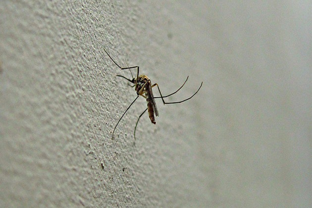 Protection of mosquitoes is important as some bring disease. (Flickr)