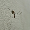 Mosquito pool tests positive for West Nile in McLean County