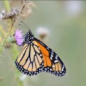 State insect displayed on newest Illinois specialty license plate