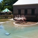 Flamingo at Miller Park Zoo euthanized due to juvenile throwing rock at it