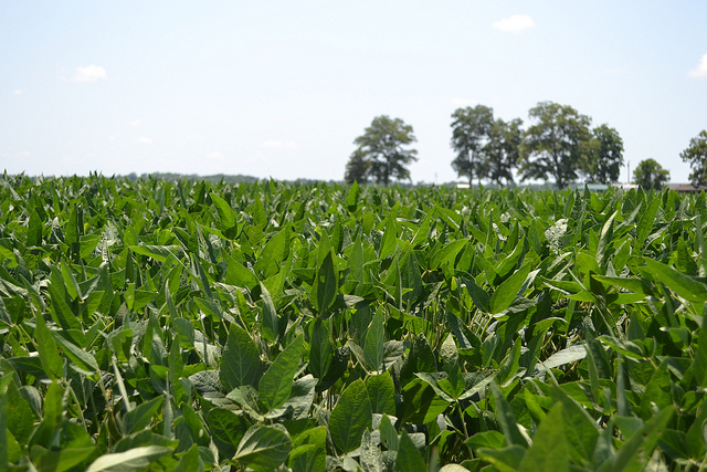 Trade in Cuba could bring lots of dollars to Illinois farmers. (United Soybean Board)