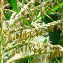Rural McLean farm workers exposed to pesticide