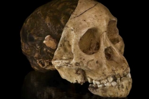 Australopithecus