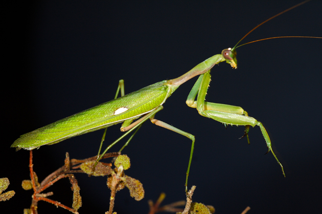 The praying mantis proliferation is a sign that the ecosystem is in good shape according to a local University of Illinois horticulture educator. (Wikipedia photo) 