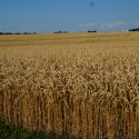 Winter wheat harvesting nearly complete