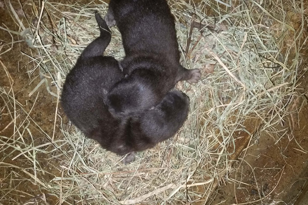 Otters pups