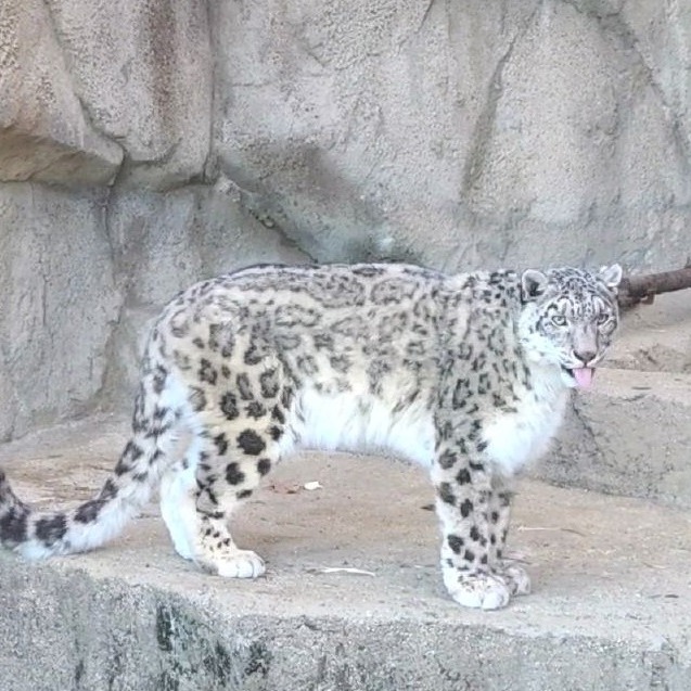 Snow Leopard  Saint Louis Zoo